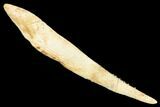 Fossil Shark (Hybodus) Dorsal Spine - Kem Kem Beds, Morocco #183447-1